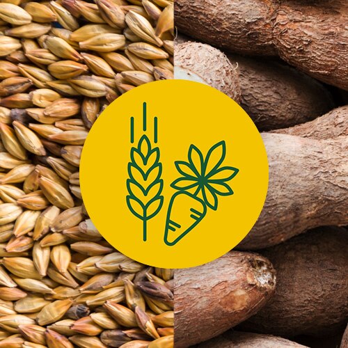 A yellow circle with an illustration of barley and cassava root on an image of a pile of barley and cassava roots.