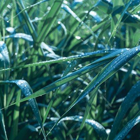 Blades of wet tall grass.
