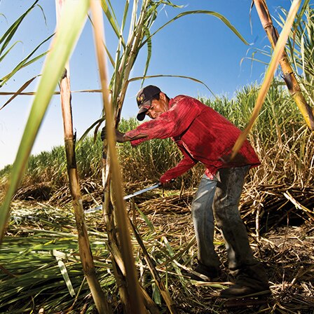 A cane sugar farmer chops a sugar cane in a field with a machete.