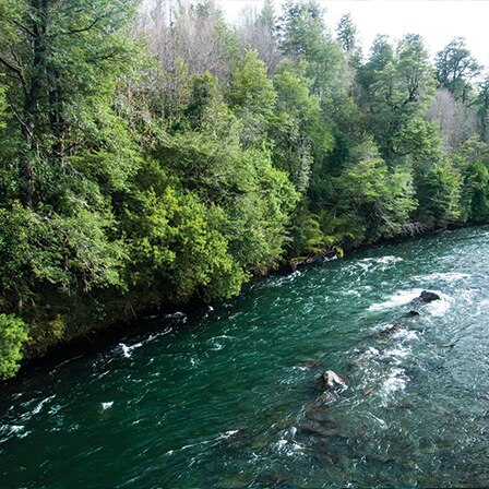 A river flows over rocks and past a forest.