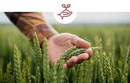 Close up of a man's hand cupping fresh green wheat in a wheat field that stretches to the horizon.