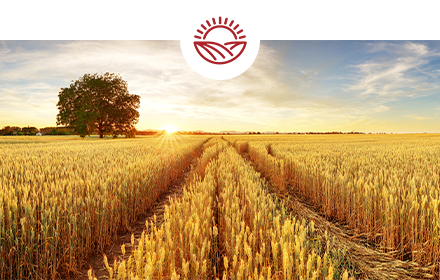 Long rows of yellow wheat stretch towards the horizon, while the sun sets. Large green oak tree in the distance.