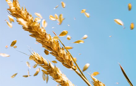 Close up of the head of a wheat stalk against a blue sky background.